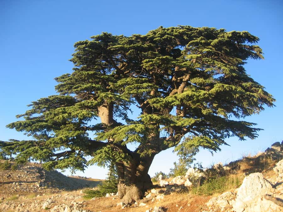 Beirut: Full-Day Guided Tour with Jeita Grotto & Harissa - Why this one-day route works