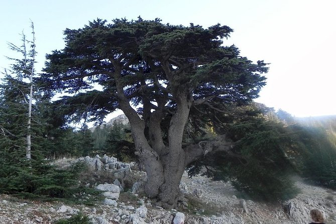 Beiteddine and Al-Chouf Cedar Reserve - Key points to know before booking