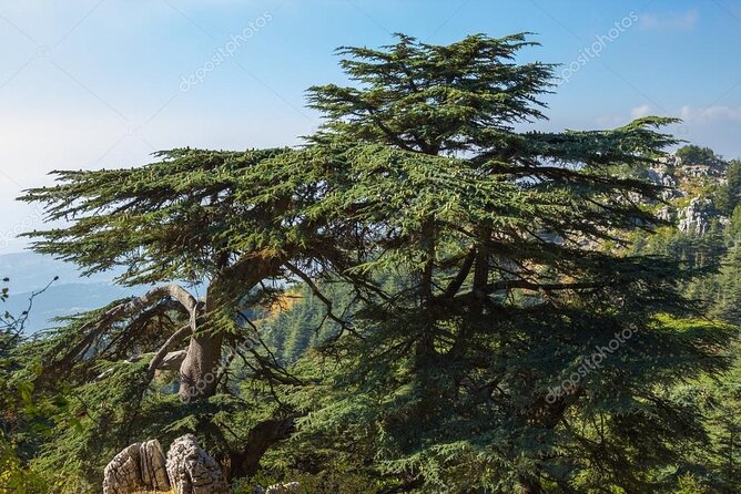 Beiteddine and Al-Chouf Cedar Reserve - Entering Al-Shouf Cedar Nature Reserve