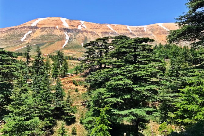 Cedars, Bsharre & Kozhaya Day Tour - The Cedars of God, Lebanon’s oldest living symbol