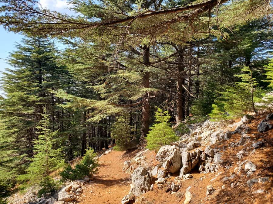 Cedars Shouf & Beiteddine w/pick-up, guide, entries+lunch - Why this mountain day trip works so well