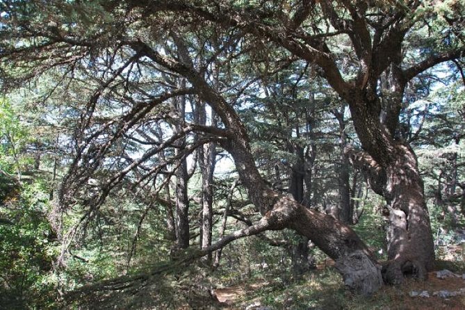 Chouf Charm: Private Journey Through Lebanon's Historic Heartland - Why the Chouf makes a good day from Beirut