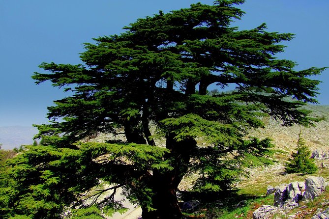 Discover the Hidden Gems: Qadisha, Bcharee, Cedars and Kozhaya - Key points to know before booking