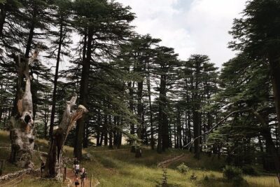 Discover the Hidden Gems: Qadisha, Bcharee, Cedars and Kozhaya
