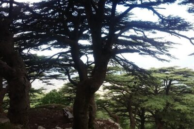 Exploring Lebanon’s: Journey to Beit elDin, Deir ElQamar & Cedars