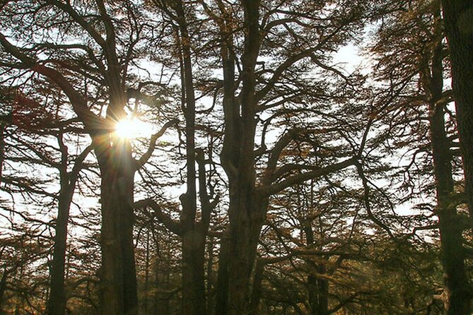 Full-Day Guided Tour of Northern Lebanon with Hotel Pickup - The Gibran Museum and an artist’s private world