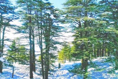 Jebran Museum, Becharre Cedars and Monastery of St. Antonio Qozhaya