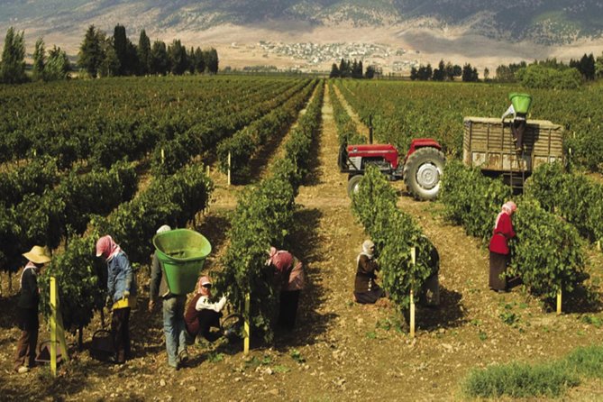 Journey Through Lebanese Wine: A Private Tour in the Beqaa Valley - Château St Thomas and a family connection to arak