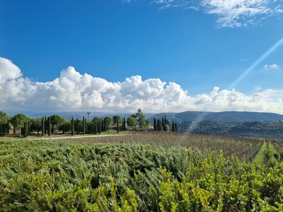 Lebanese wineries guided tour with tastings & lunch - From Beirut to the Bekaa Valley