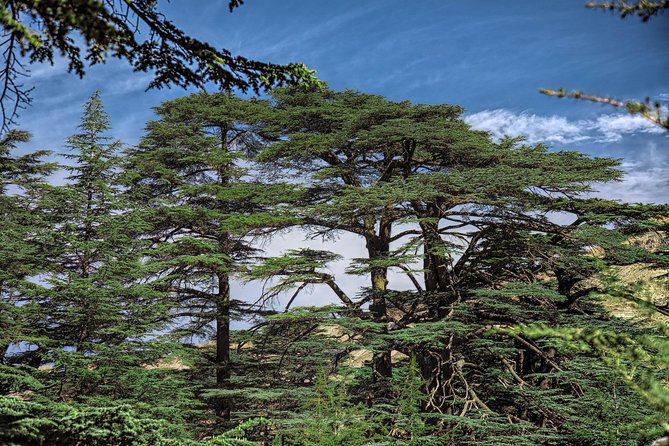 Private Full-Day Tour to Qadisha valley, Bcharre and Cedars of God from Beirut - The Cedars of God, Lebanon’s living emblem