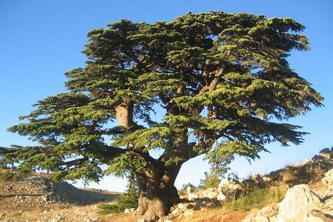 PRIVATE Half-Day Tour to Beiteddine Palace & Deir elQamar - Private transport and the value of $93.34