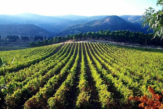 Private Wine Tasting Day Tour from Beirut - Key points at a glance