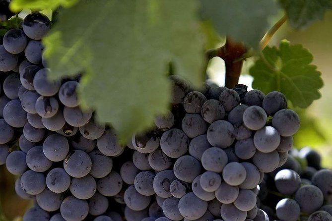 PRIVATE Wine Tasting Tour to the Bekaa Valey Fabulous Wineries - Dave’s flexibility may be the difference
