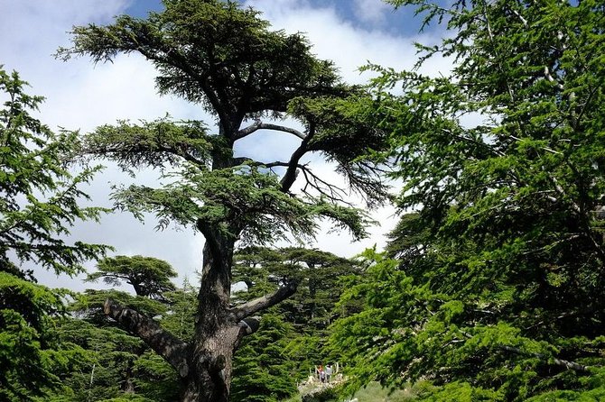 Small-Group Tour Qadisha Valley, Becharre and Cedars with Lunch and Tickets - Inside the Gibran Museum