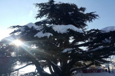 Small Group Tours from to Baalbek, Cedars and Qozhaya with lunch and all fees