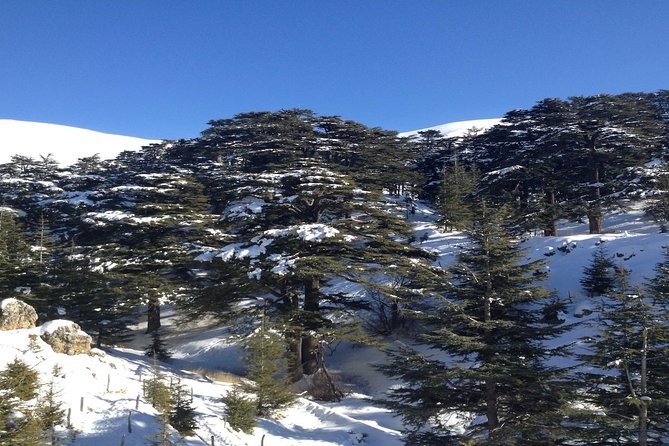 Small Group Tours to Qadisha Valley, Bcharre and Cedars with lunch and all fees - Lunch, transport, and what the $99 covers