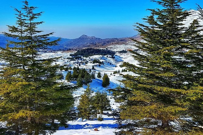 Unlocking the Wonders of Lebanon: Journey Through Qadisha Valley - The Cedars of God and Lebanon’s national symbol