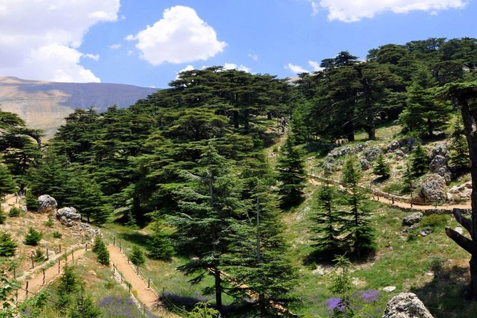 Unveiling the Charms of Chouf Cedars, Baalbek Temples & Ksara - The Mosque of Sayyida Khawla and a living place of faith