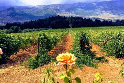 Wine Tasting and Culture